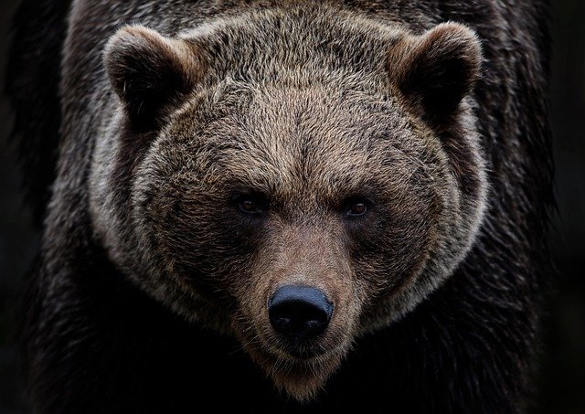 Bear With Explained | English Vocabulary